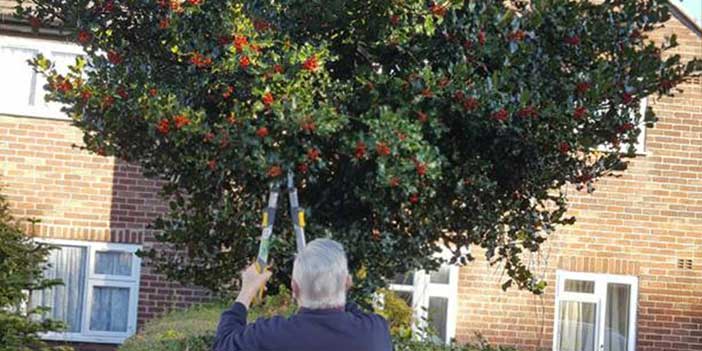 Someone else stealing the holly!