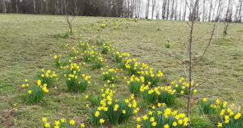 Millennium Green