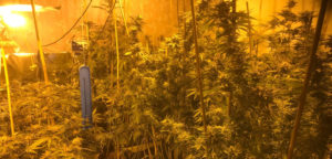 cannabis