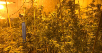 cannabis