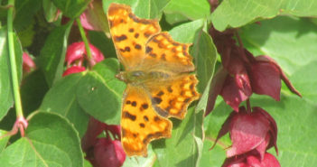The Big Butterfly count