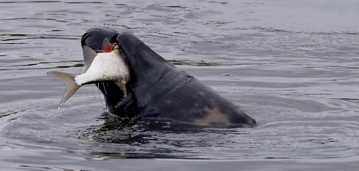 Another hungry seal spotted feasting on fish on the River Mersey
