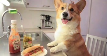 pet insurance provider