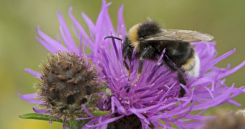 pollen