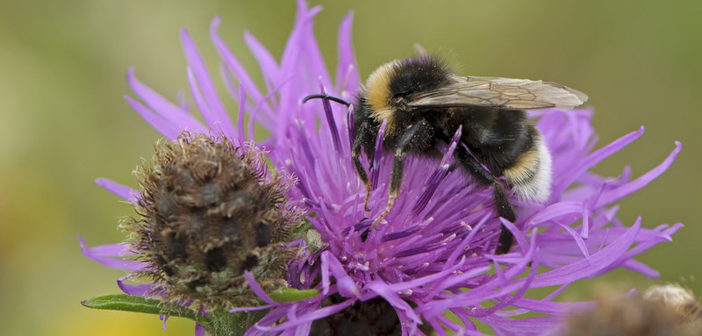 pollen