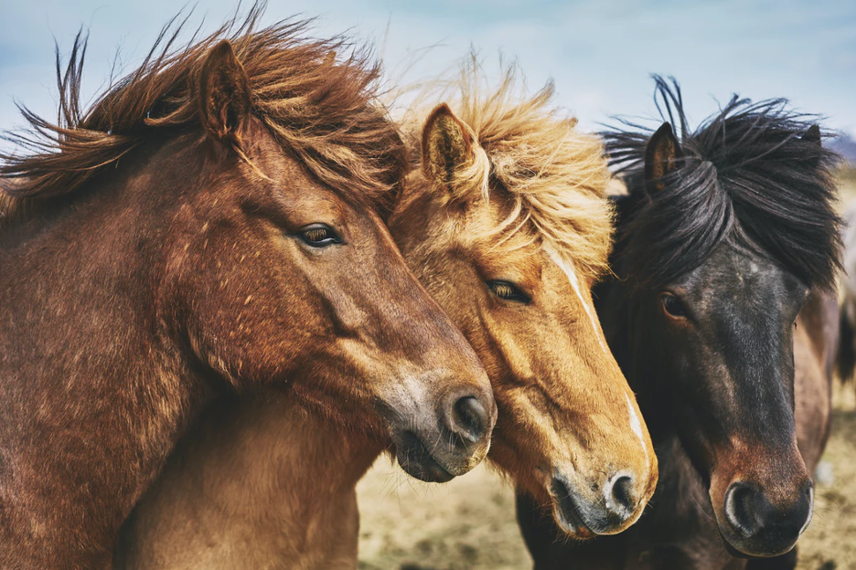 Basic Horse Care For Beginners What Does It Take To Care For A Horse?