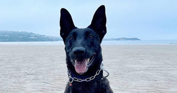 Police Dog Toro