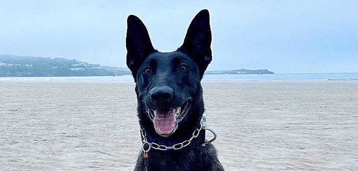 Police Dog Toro