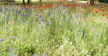 Wildflower Meadows