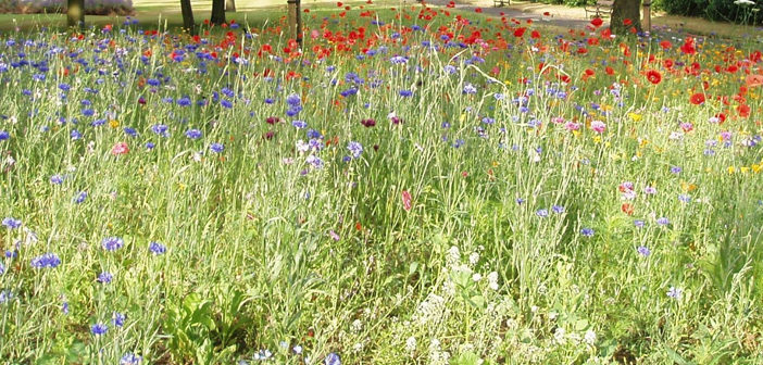 Wildflower Meadows