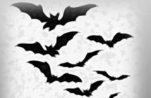 bats in the wild