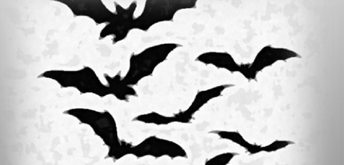 bats in the wild