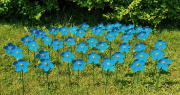 Forget-me-not garden