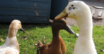 ducks