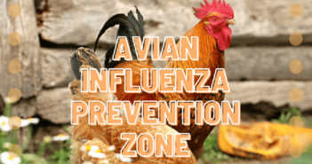 bird flu