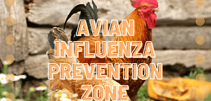 bird flu