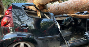 car crushed by tree