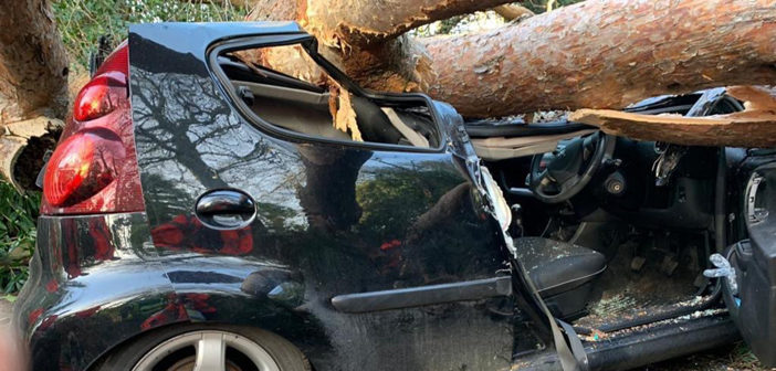 car crushed by tree