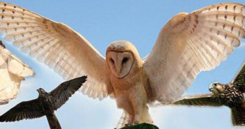 wild wings