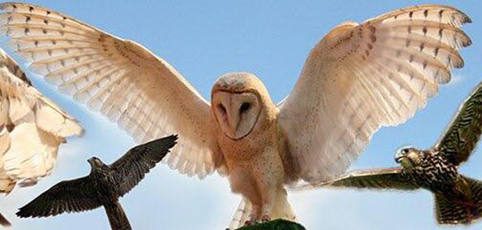wild wings