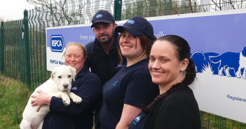 animal charity