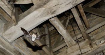 bats