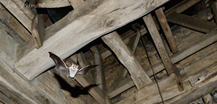 bats