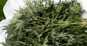 cannabis farm