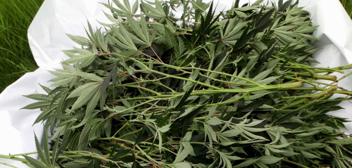 cannabis farm