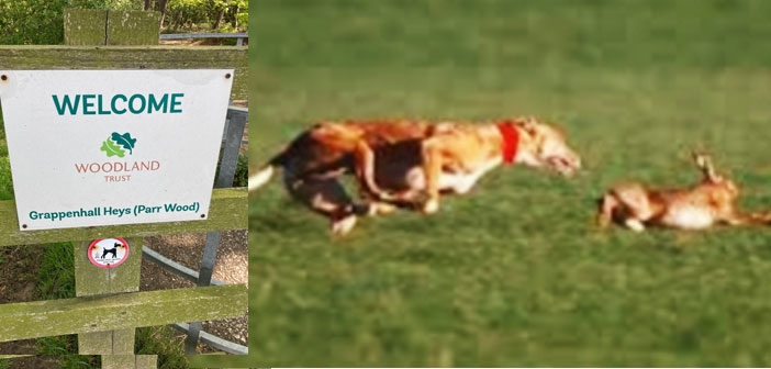 hare coursing