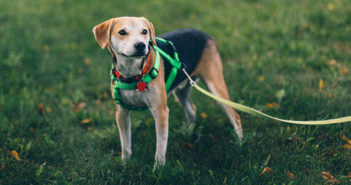 Have your say on proposed dog control in Warrington public spaces dog control