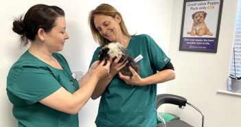 vet