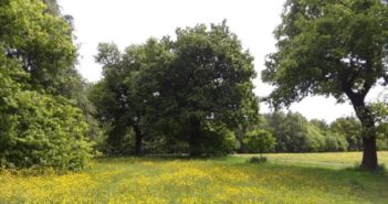 Walled Garden and Millennium Green