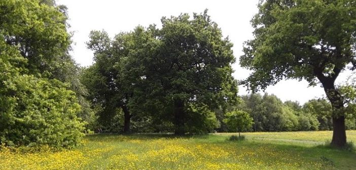 Walled Garden and Millennium Green