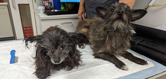 RSPCA