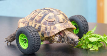 tortoise