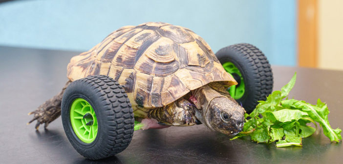tortoise