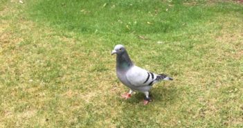 homing pigeon