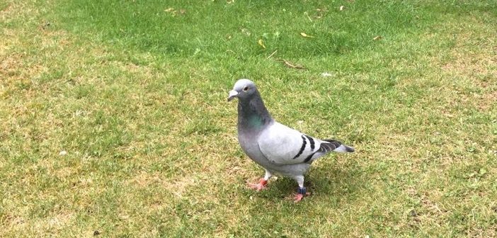 homing pigeon