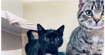 cat cruelty - How to keep a cat entertained while their owner is away