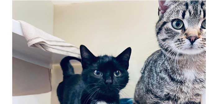 cat cruelty - How to keep a cat entertained while their owner is away