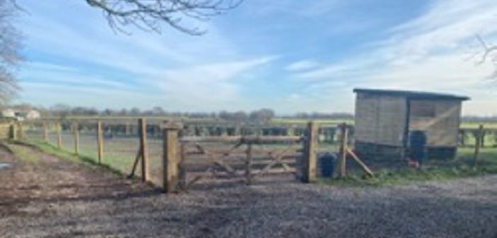 dog exercise park