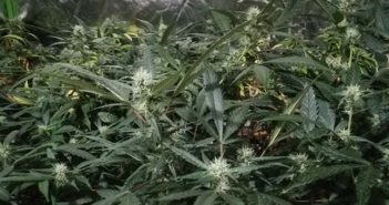 cannabis