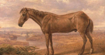 world's oldest horse