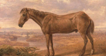 Old Billy – true story of the world’s oldest horse world's oldest horse