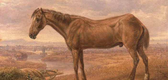 world's oldest horse