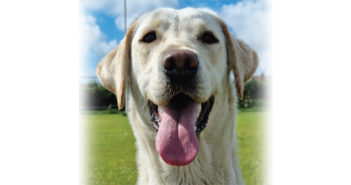 Search Dog