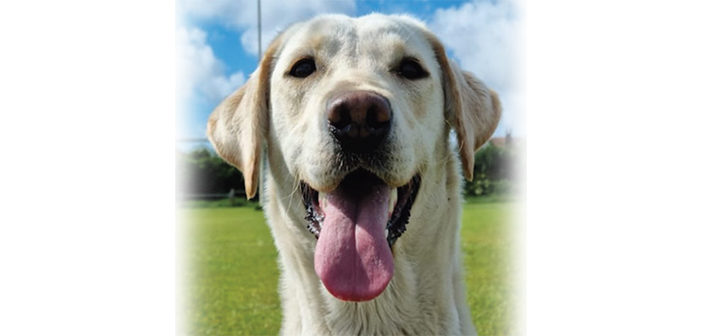 Search Dog