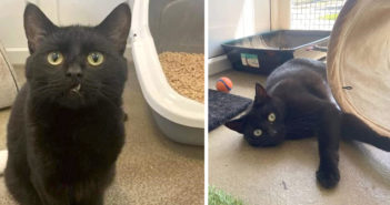 RSPCA