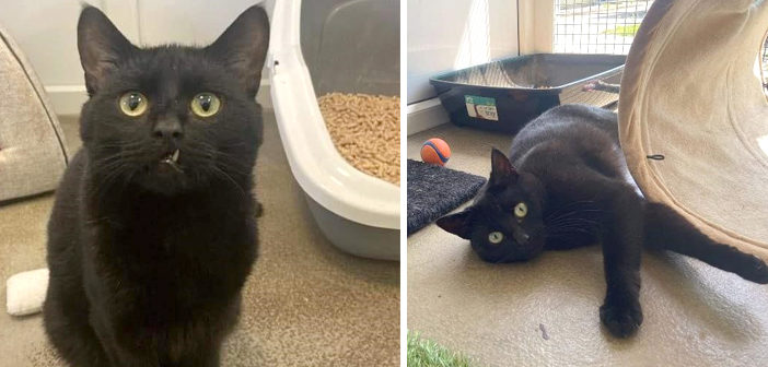 RSPCA
